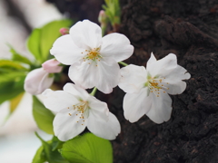 京急蒲田駅周辺の桜その１０
