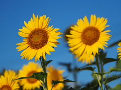 ひまわりその８