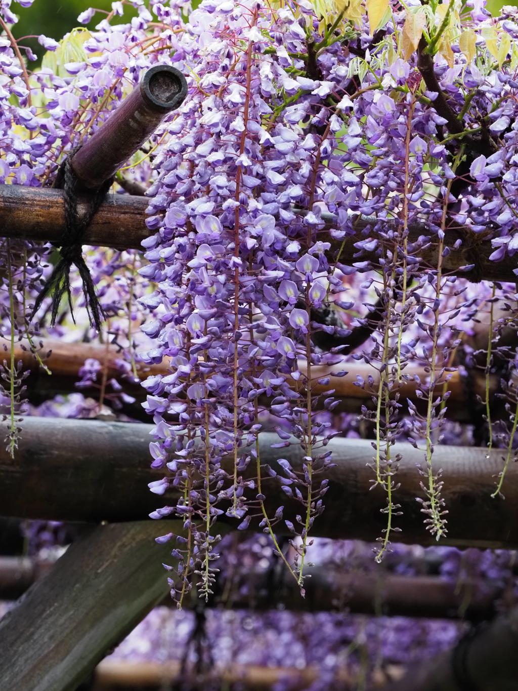 雨の藤棚その１