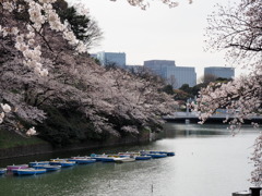 千鳥ヶ淵周辺散策その１８