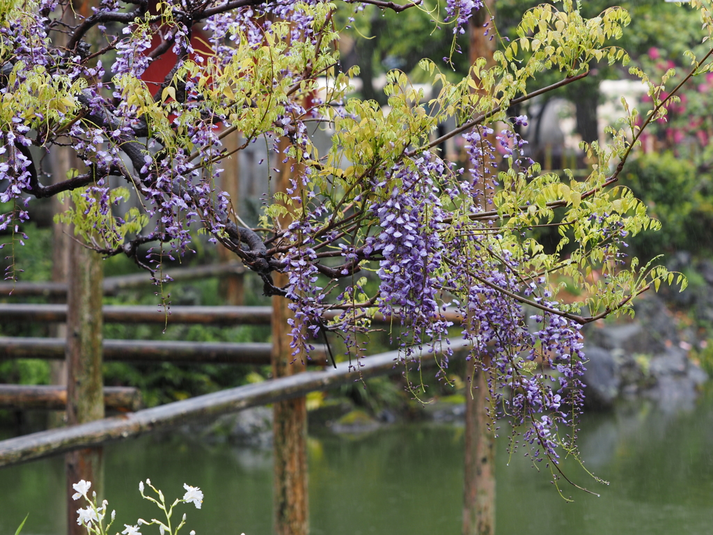 雨の藤棚その１０