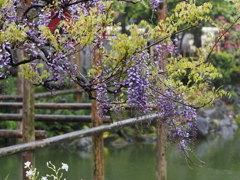雨の藤棚その１０