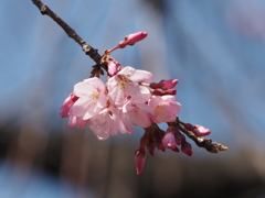 枝垂れ桜