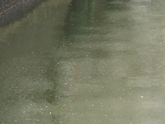 京急蒲田駅周辺の桜その１８