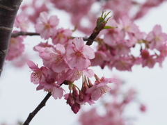 三浦海岸桜祭りその６