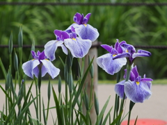 堀切菖蒲園２０２０その１３