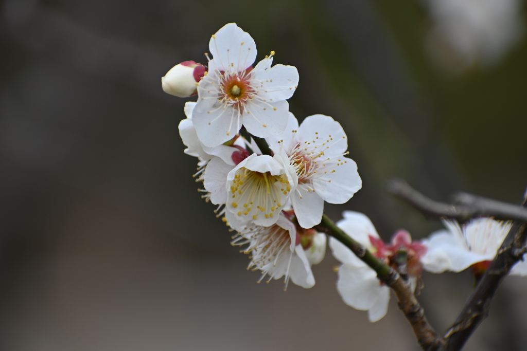 公園の梅試し撮りその１０
