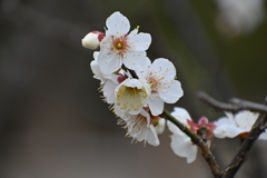 公園の梅試し撮りその１０