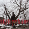 今宮神社のご神木