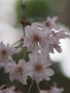 近所の枝垂れ桜１
