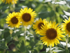ひまわりその１８