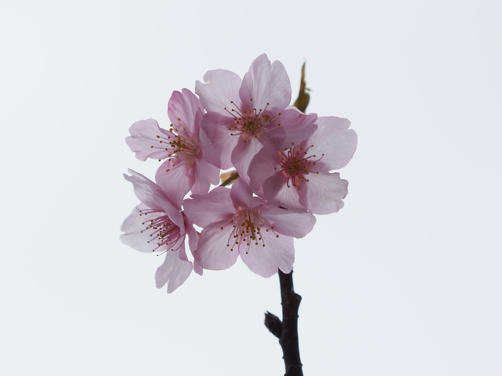 三浦海岸桜祭りその４