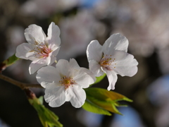 桜その３
