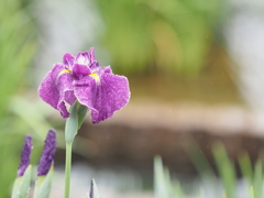 堀切菖蒲園その１８