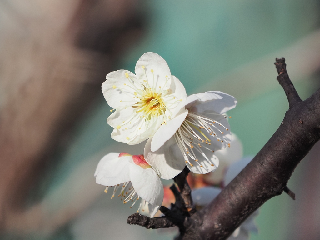 梅の花その１