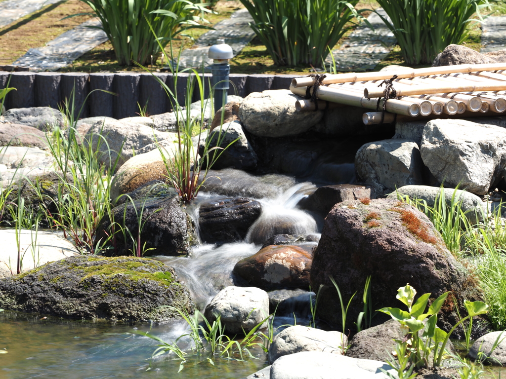 2020.5.29堀切菖蒲園その４