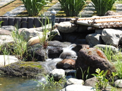 2020.5.29堀切菖蒲園その４