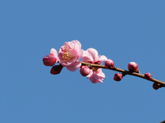 亀戸天神の梅の花その２