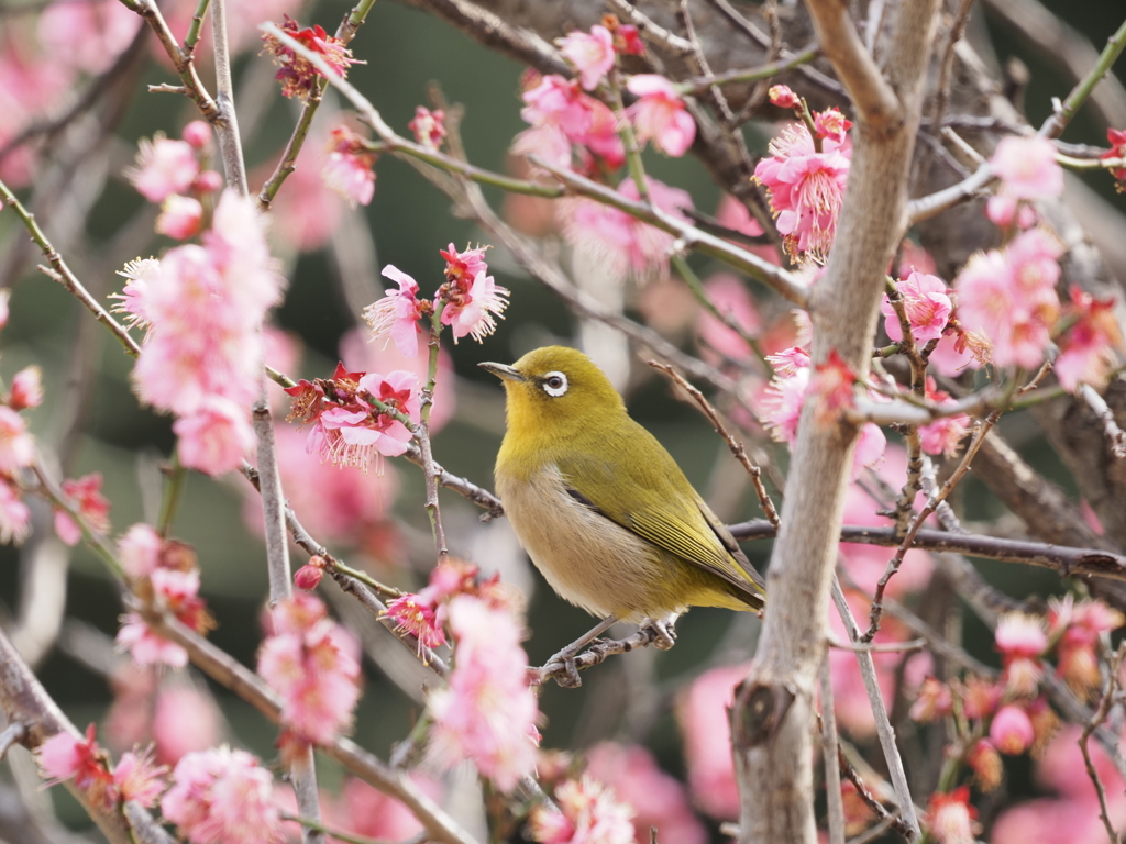 メジロさんその７