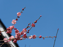 亀戸天神の梅の花その１