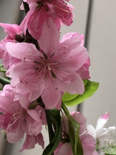 近所の花（八重桜？）