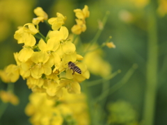 菜の花とミツバチ