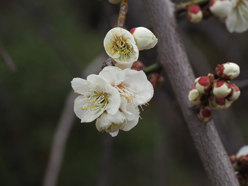 池上梅園の梅その８