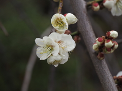 池上梅園の梅その８