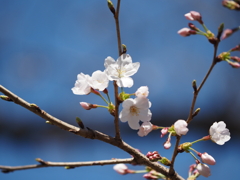 桜その２