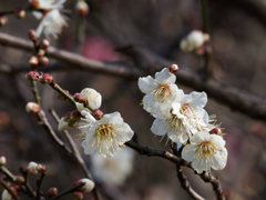 梅の花その８