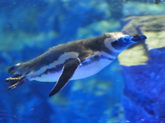 ペンギンその１