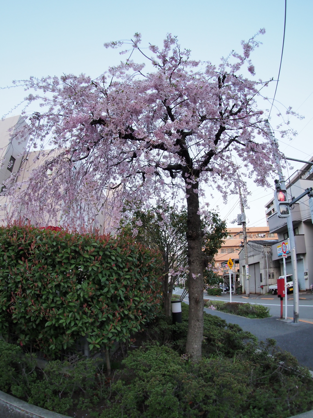六郷水門周辺の枝垂れ桜２