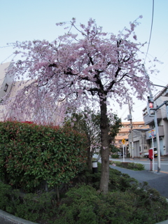 六郷水門周辺の枝垂れ桜２