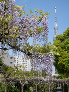晴れの藤棚その１