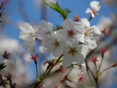 桜その５