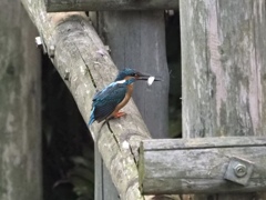 亀戸天神の池にて