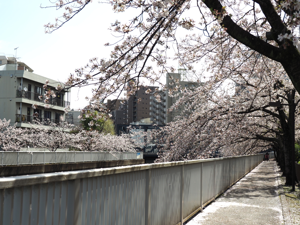 仙台堀川の桜その８