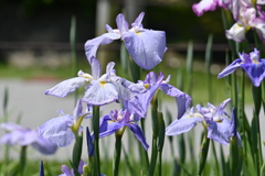 堀切菖蒲園その８