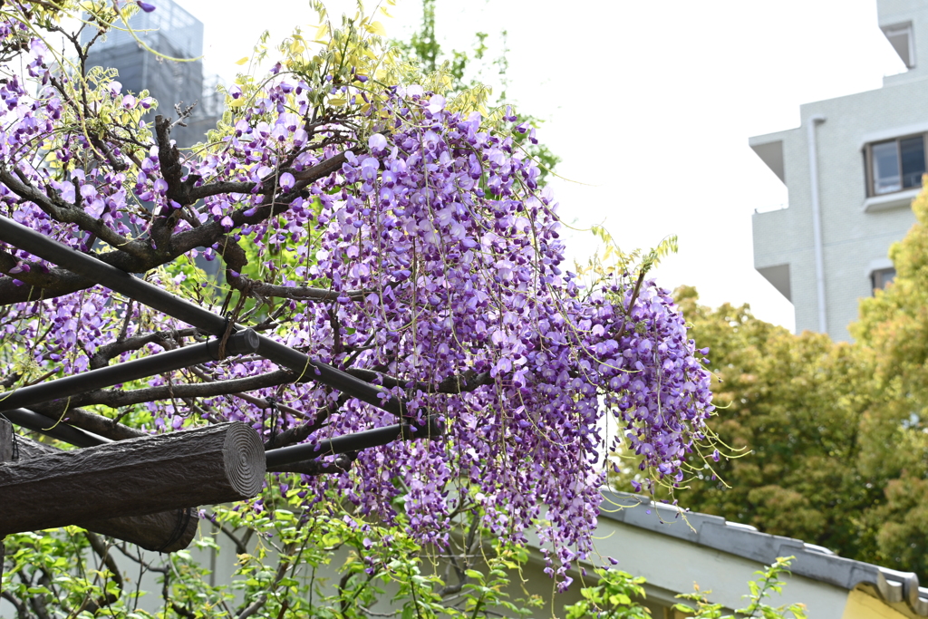 亀戸天神の藤棚その１４