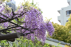 亀戸天神の藤棚その１４