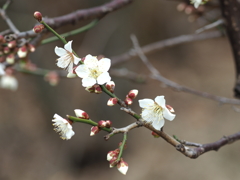 梅の花その８
