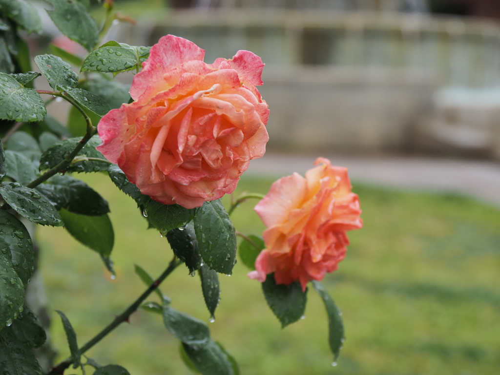 バラ園のバラその３