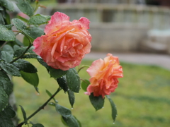 バラ園のバラその３