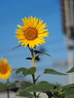 ひまわりその７