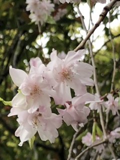 近所の枝垂れ桜2