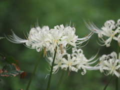 白い彼岸花その1