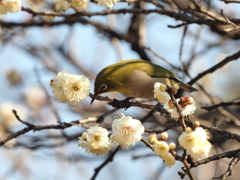 久しぶりに撮れました