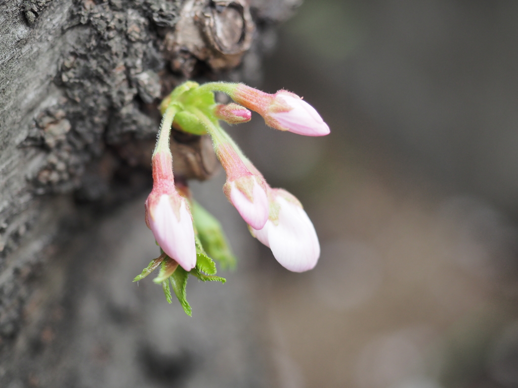 桜の蕾