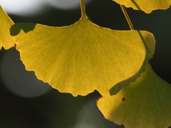 銀杏の葉その１（２倍テレコン使用）