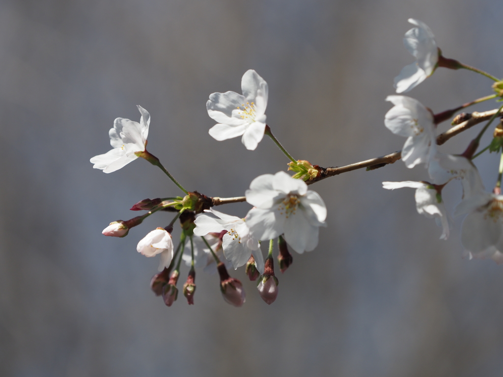 桜その５